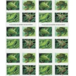Frogs2019 2 2 - Forever Stamps