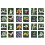 WildOrchids2020 2 - Forever Stamps