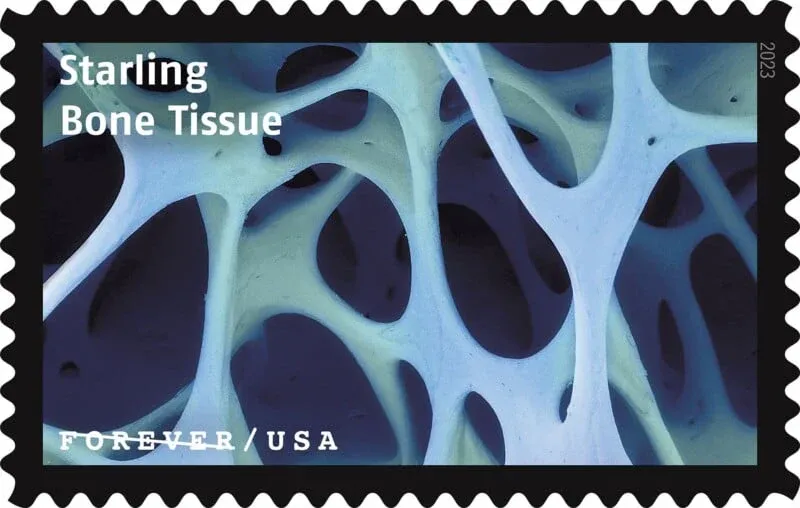 USPS23STA030D 800x508 1 - Forever Stamps