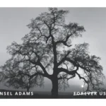 Ansel Adams 2024 4 - Forever Stamps jxLFHGnE2hmhkxen8D7Hd5vaNIkUyqMkztvDw4gF - Forever Stamps
