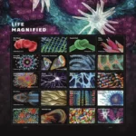 life magnified - Forever Stamps